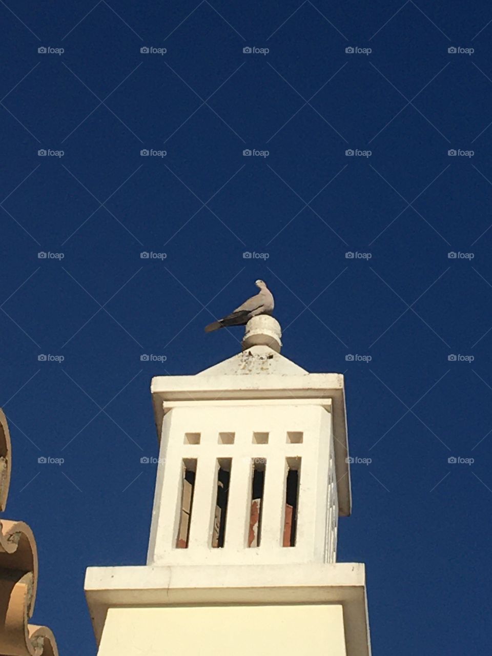 Turtledove on a chimney from Portugal 