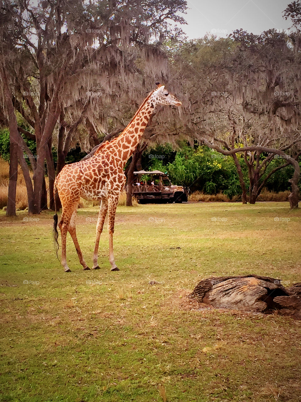 Giraffe in the safari park is walking