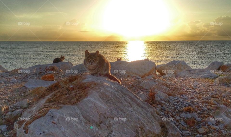 Cats on the beach