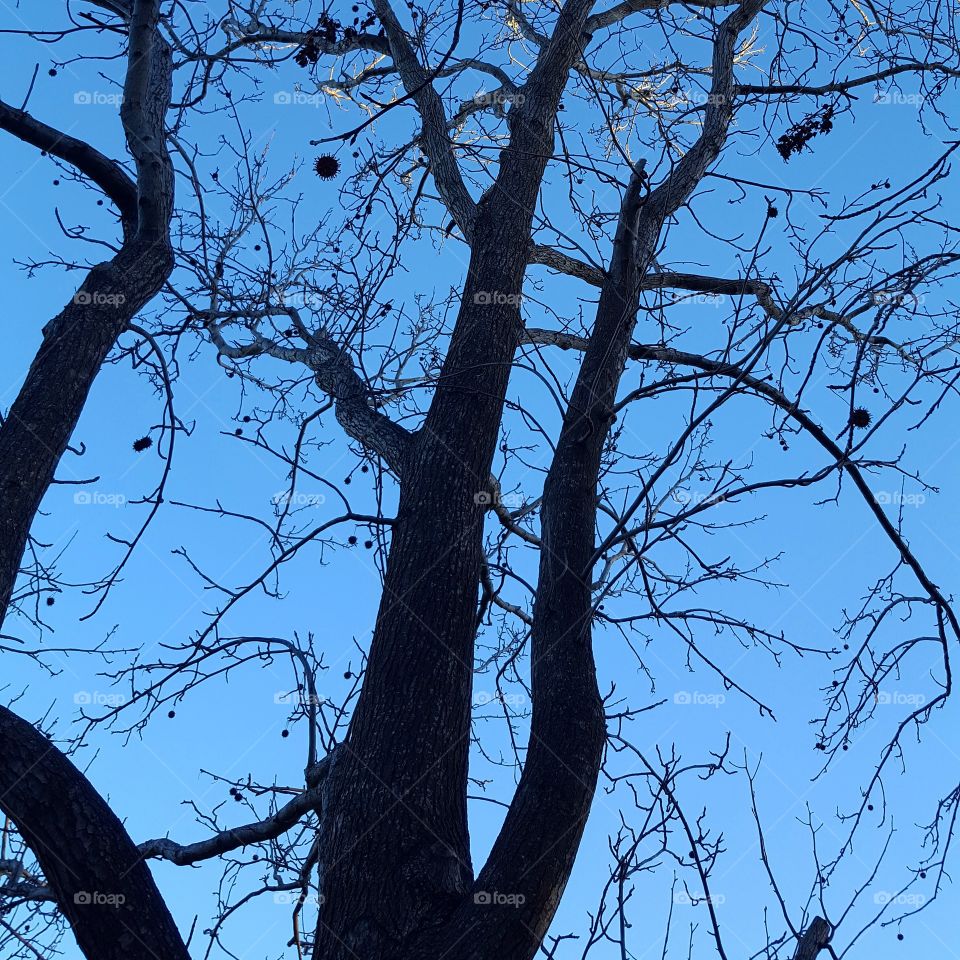 Tree branches in silhouette