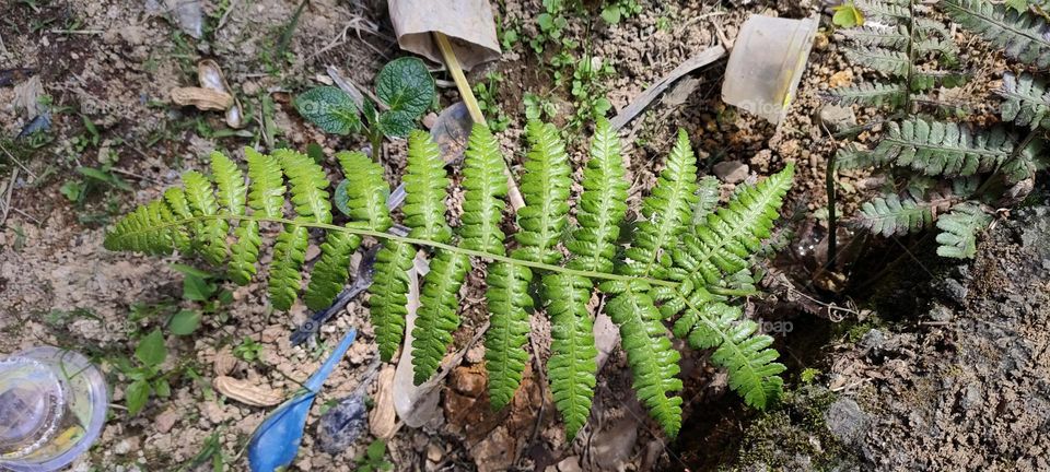 Lady Fern