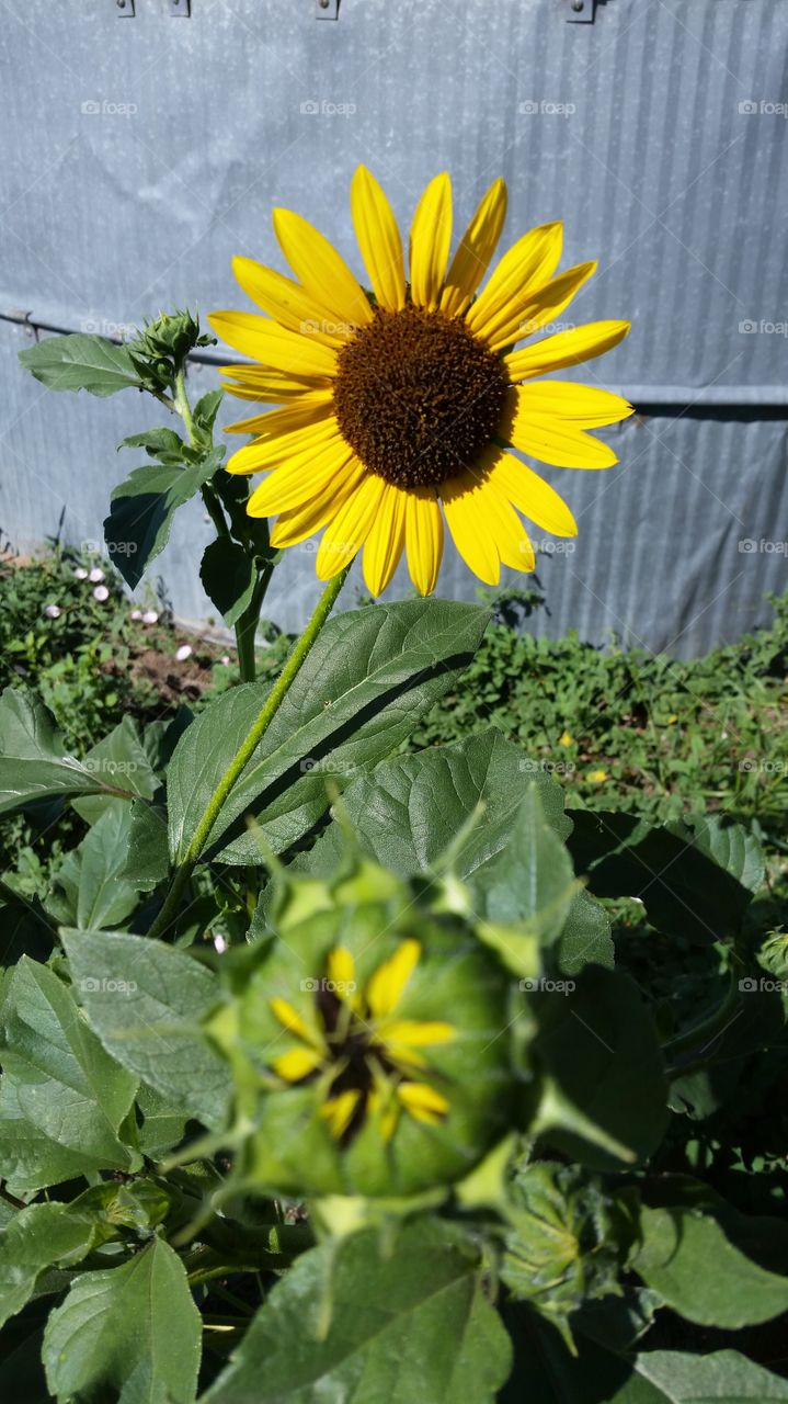 Sunflower