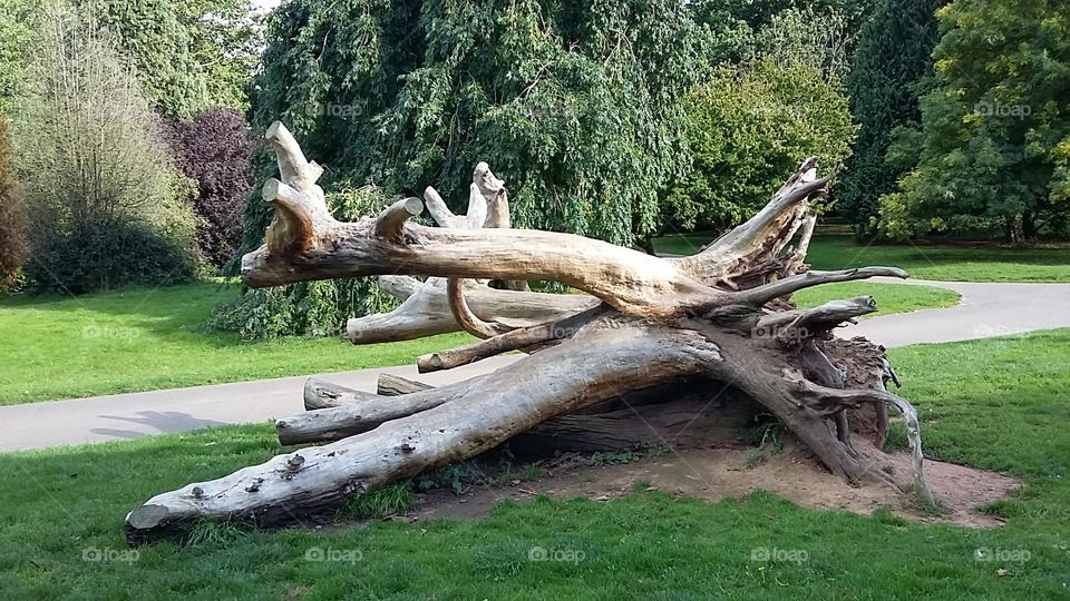 Uprooted tree