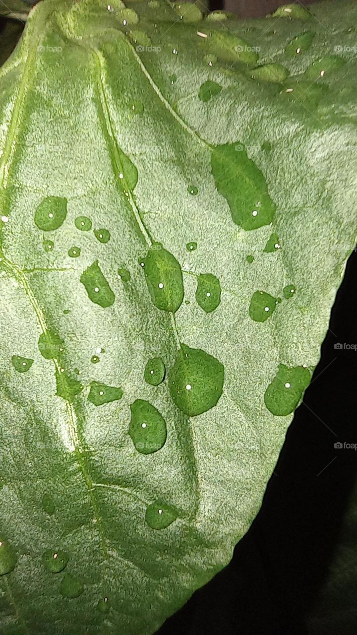 rain drops on leaf - gotas de lluvia en una hoja