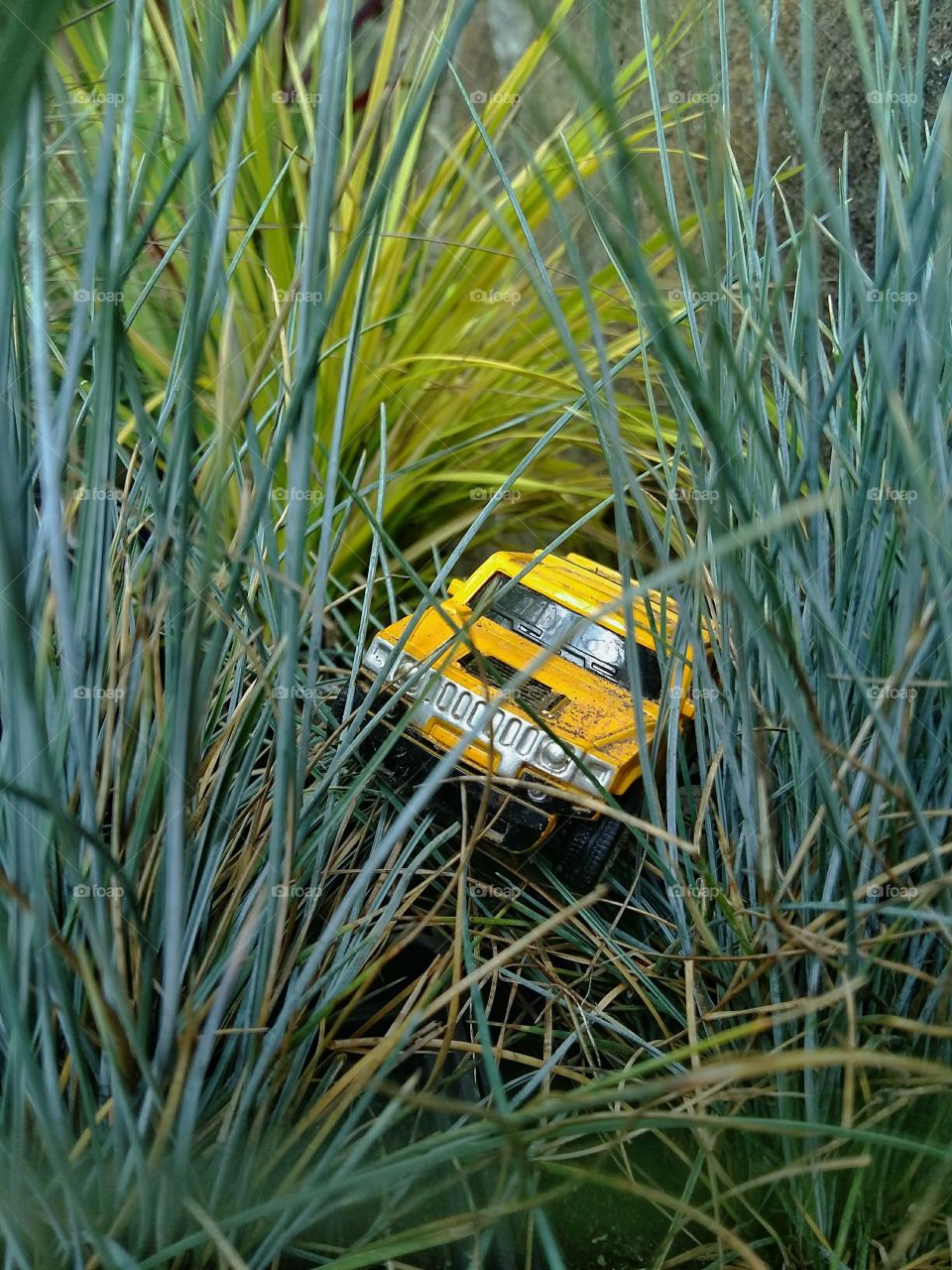 jeep in the tropics