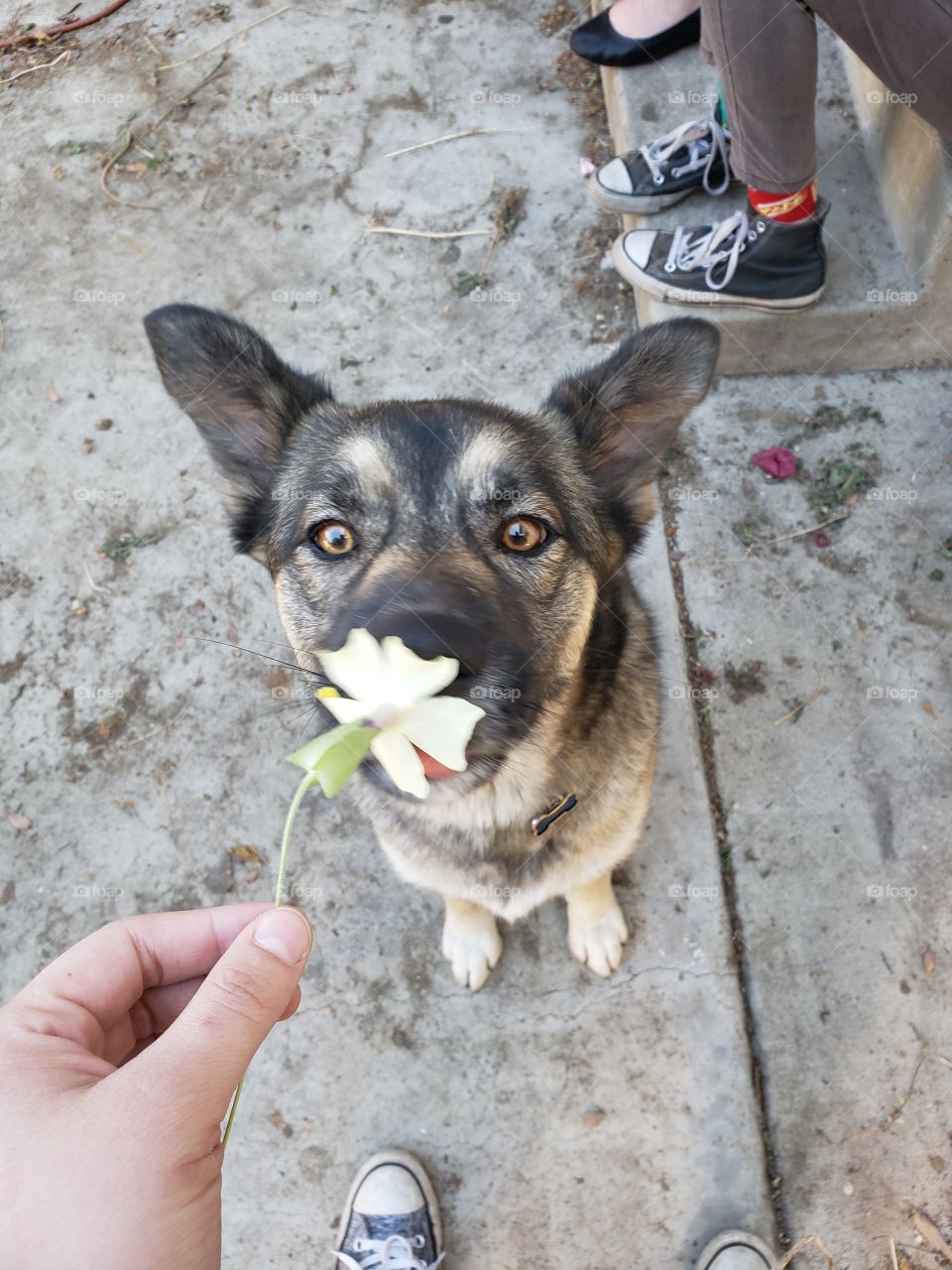 Chelsea the german shephard stopping to smell the flowers.