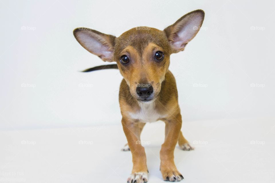 Studio shot of a puppy