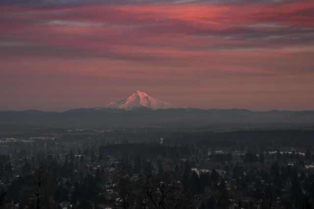 Scenic view of trees