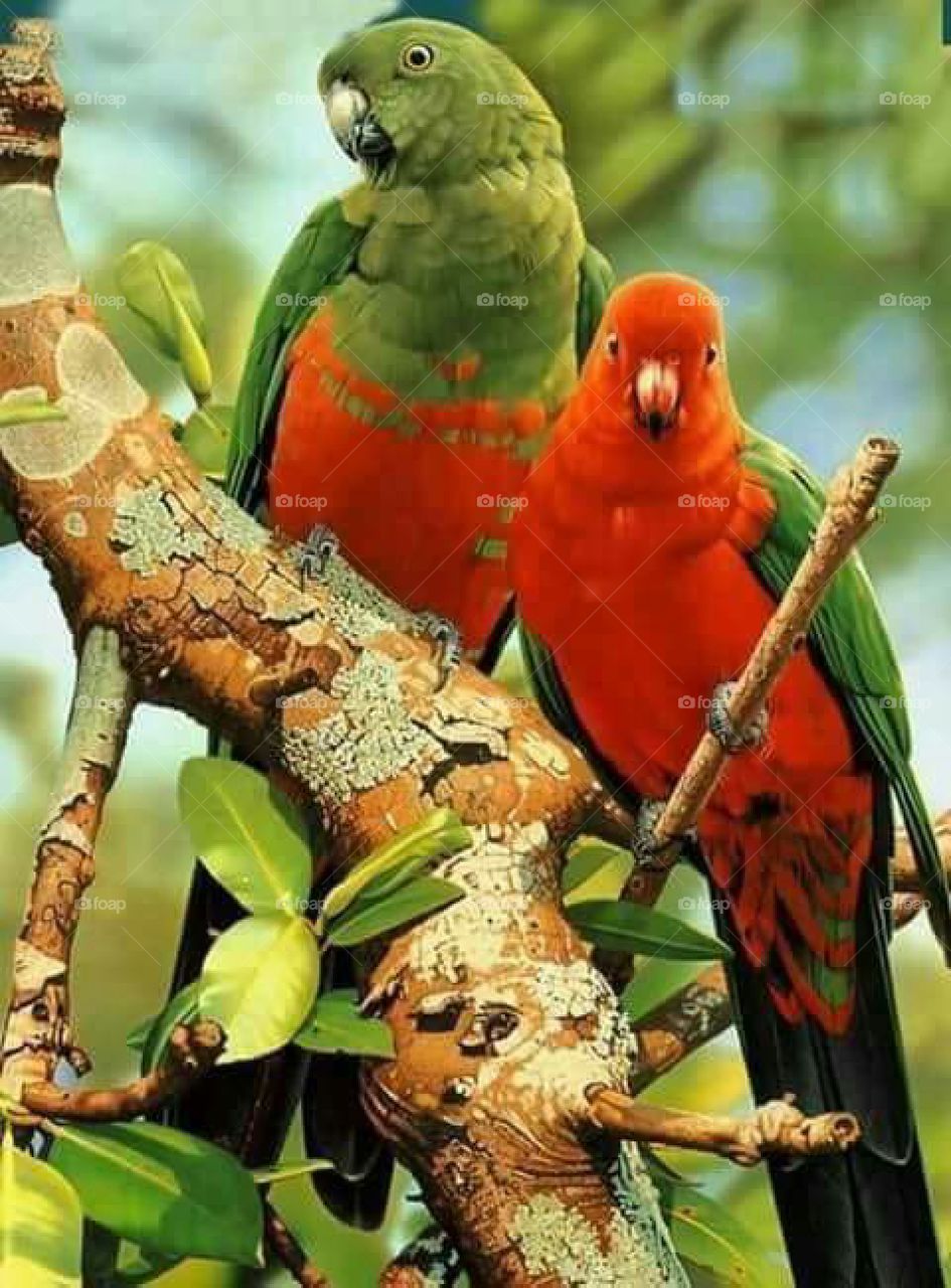 lindos pássaros coloridos