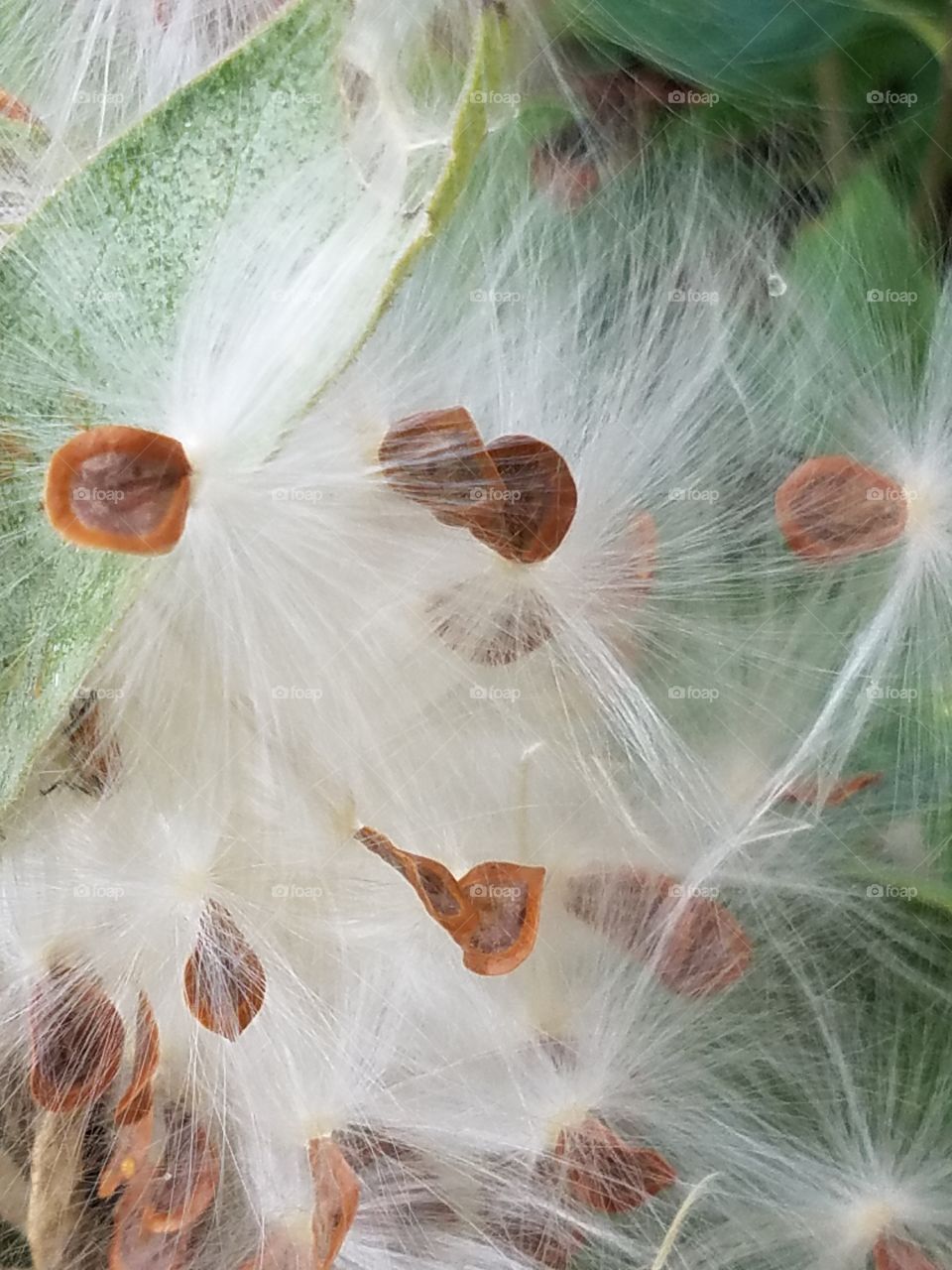 whispy seed pods