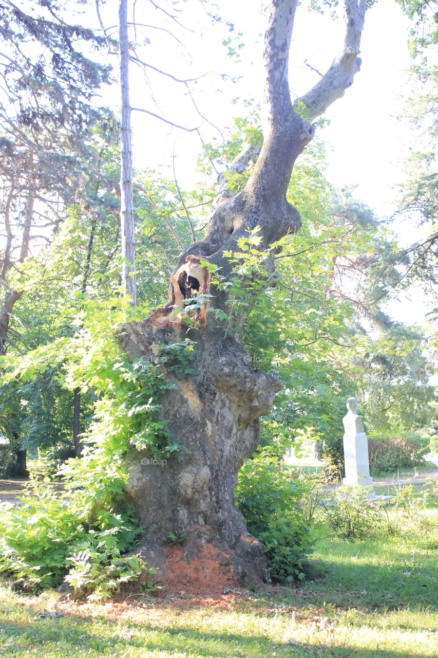 Tree