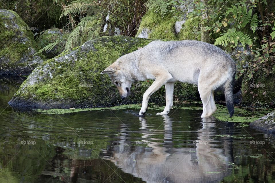 Wolf playing with his paw in the water reflection 