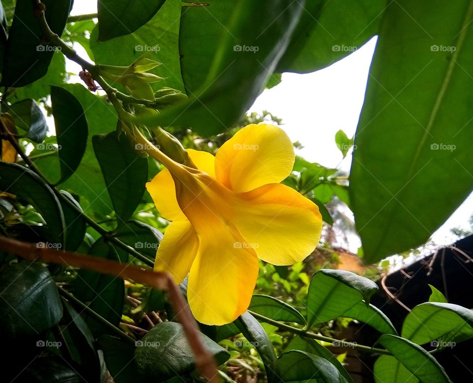 beautiful rich colored exotic flower blooming in  the Branch