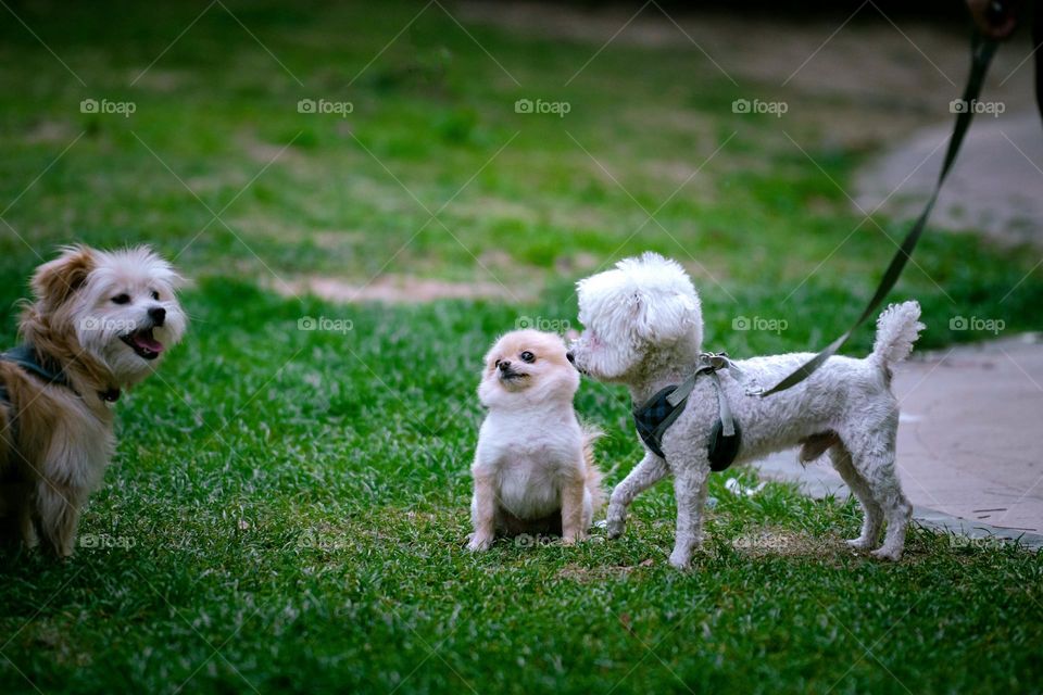 The dogs are playing together.