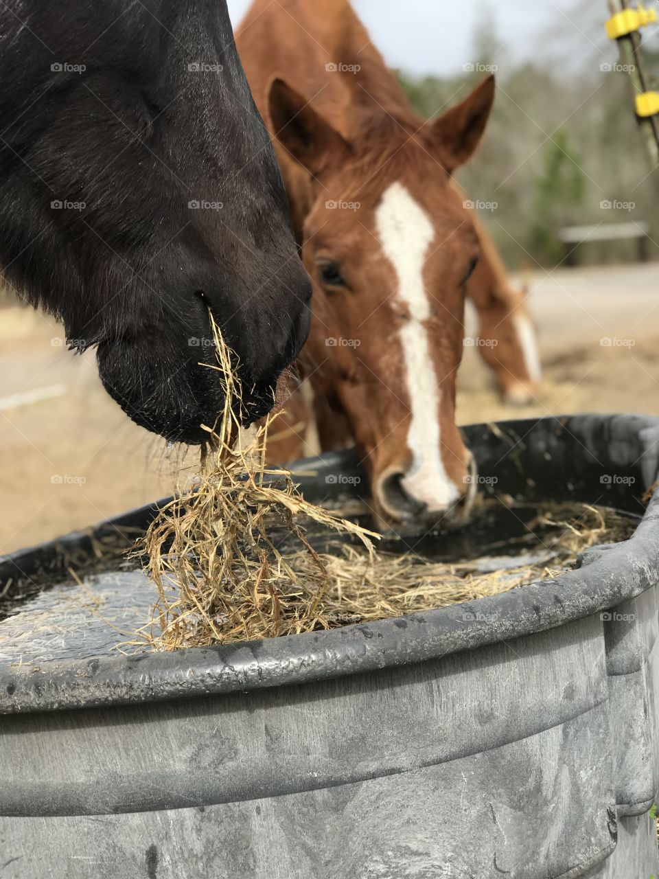 Horse wetting his hay prior to eating it. 