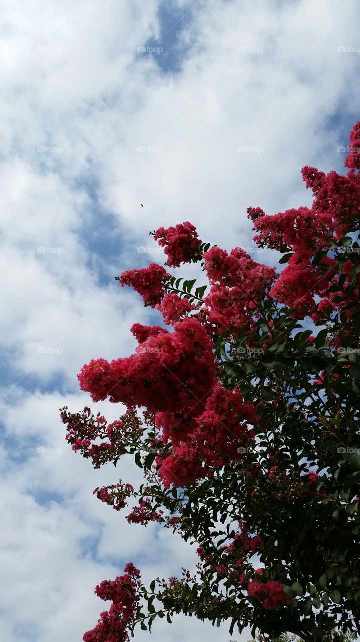 Waxahachie Watermelon Pink Crepe Myrtle Blooms against Blue Skies