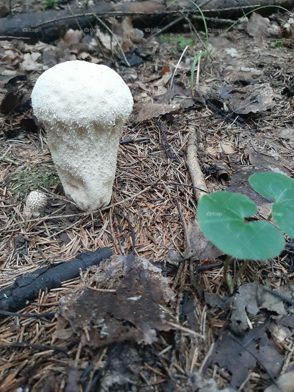 Дождевик   вышел  после   стольких   дождей!