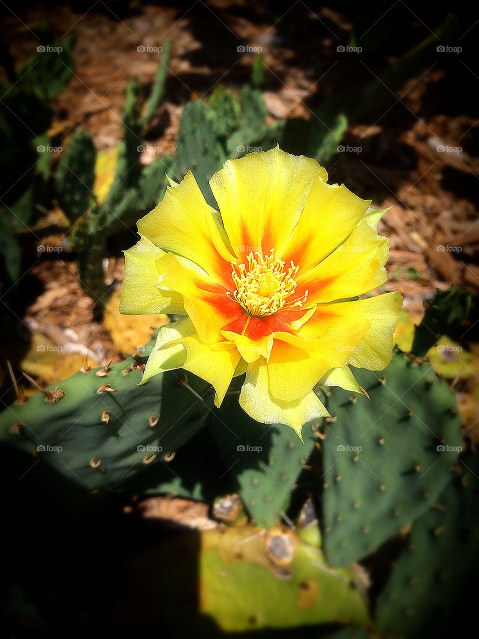 Cacti flower