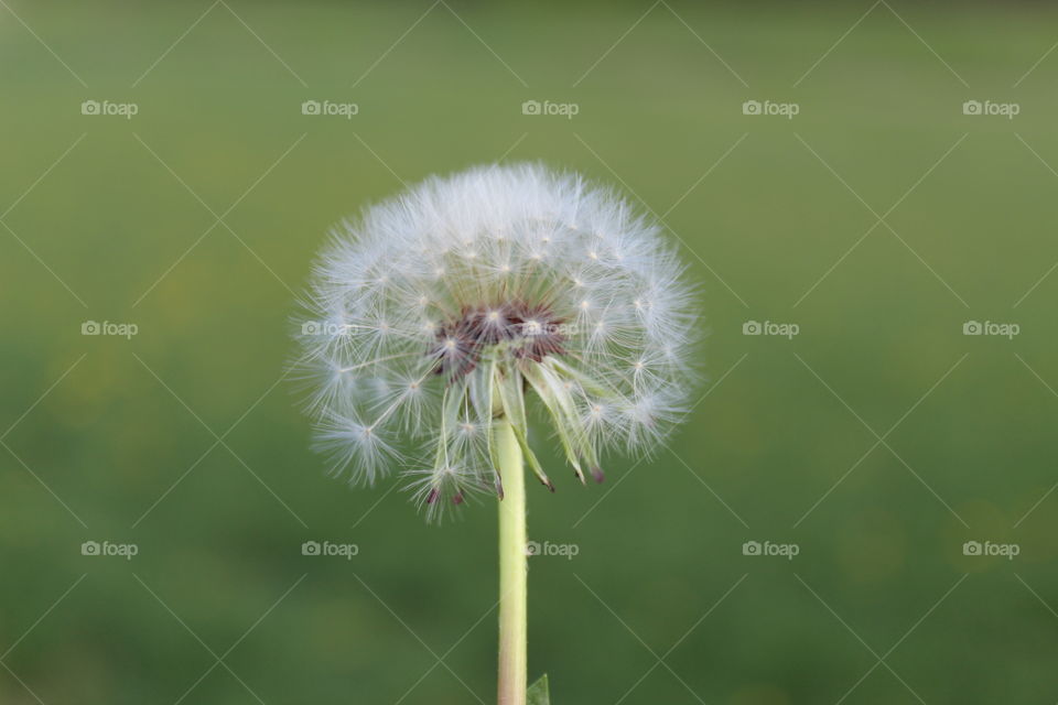 Dandelion