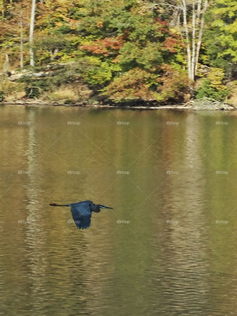 Great Blue Heron at Lake Accotink