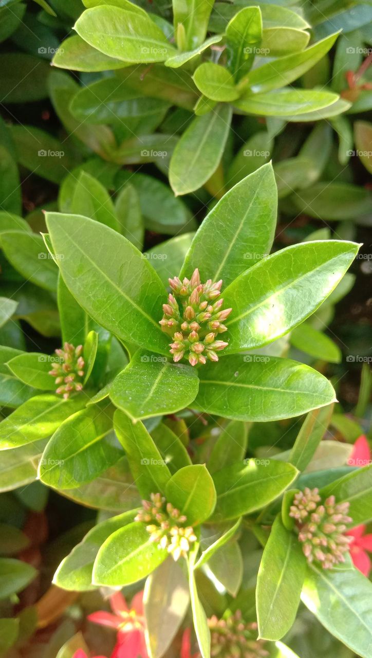 Indian Ashoka ornamental plant, green leaf background.