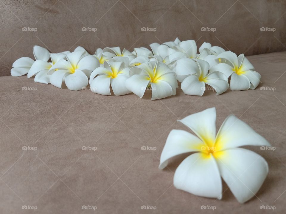 Beautiful Plumeria