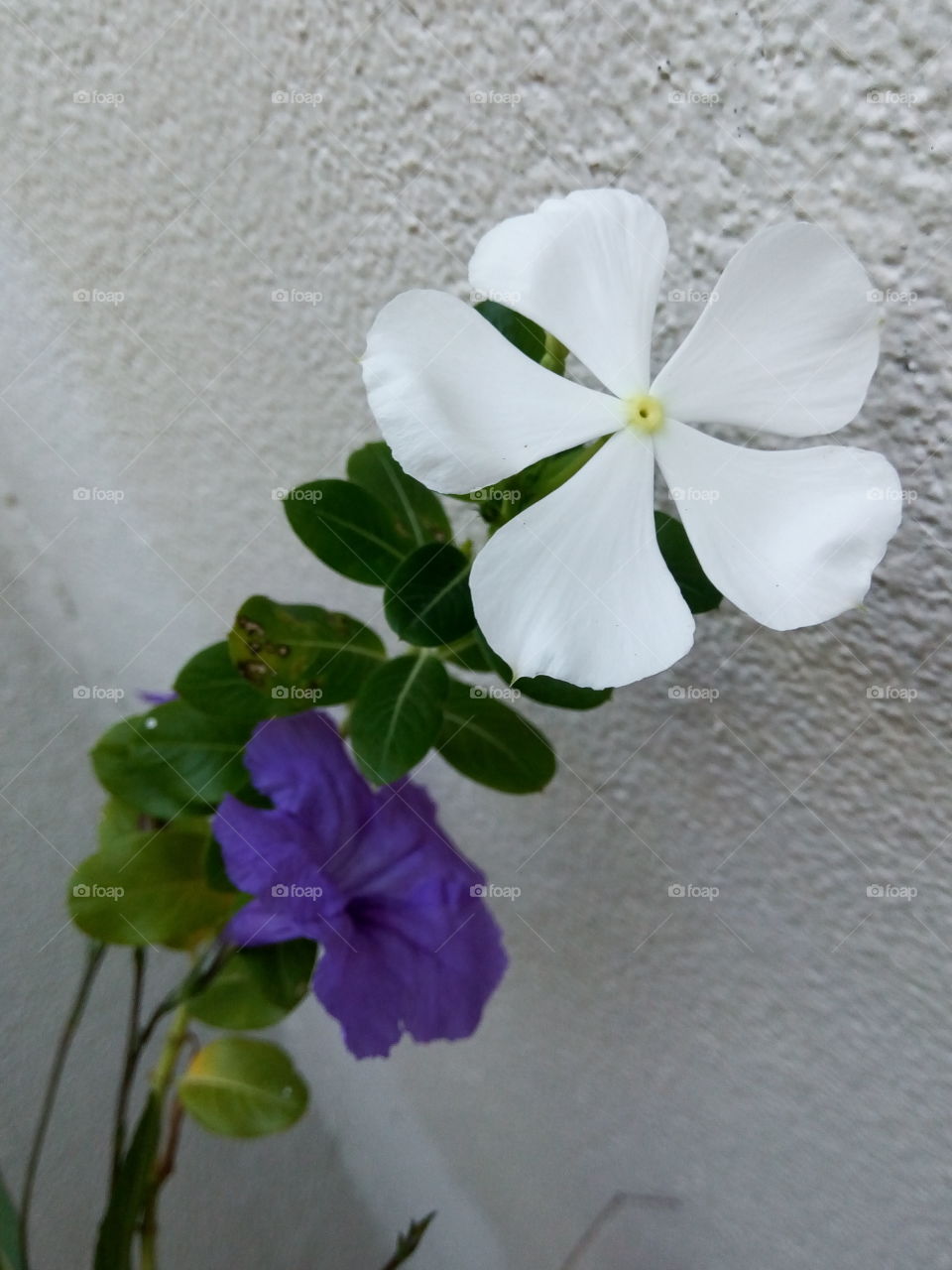 purple n white affair