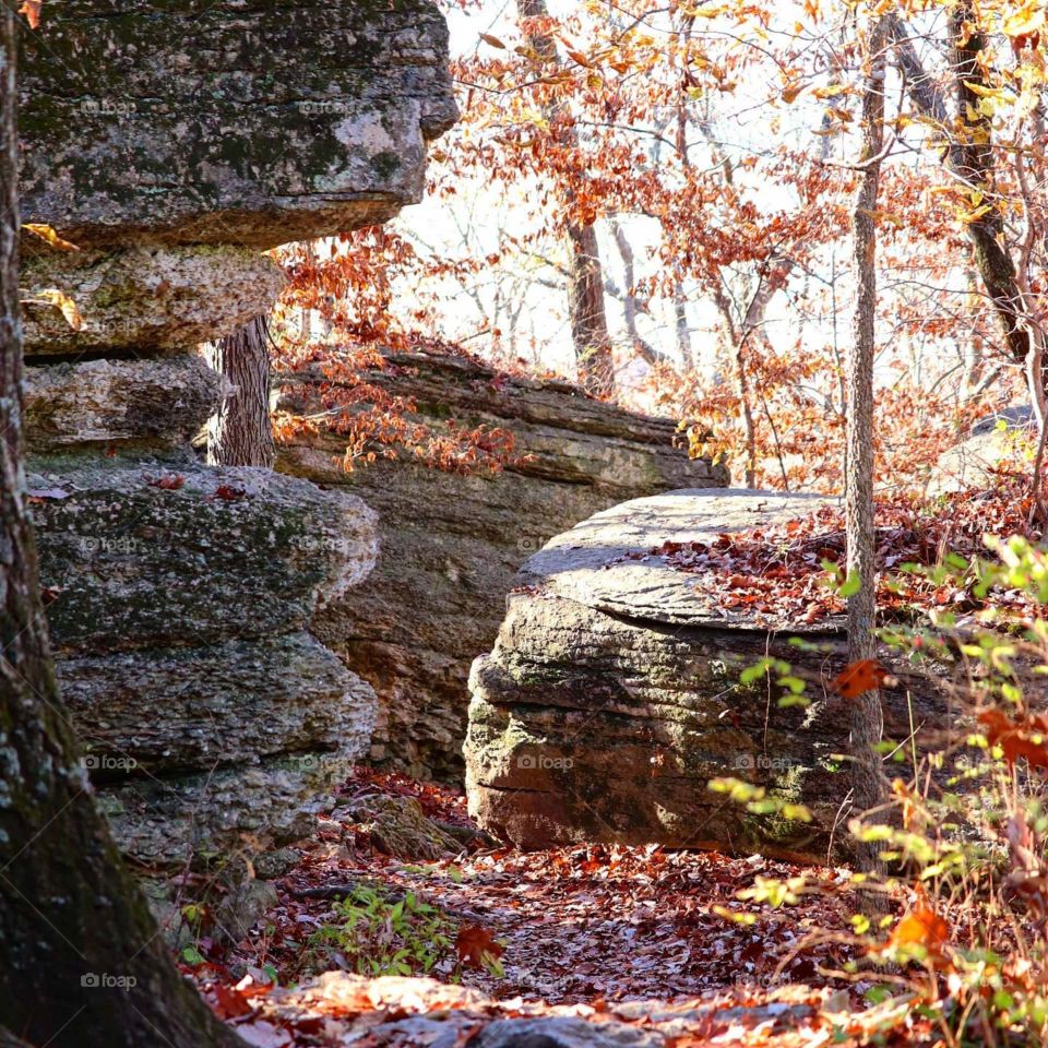 fall on a nature trail
