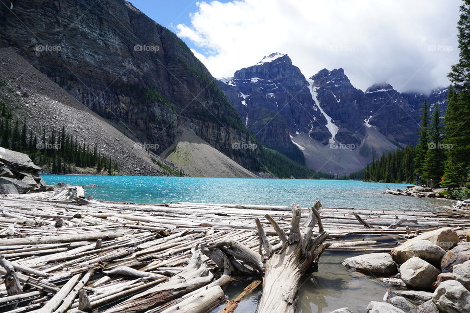 Logs bobbing up and down on a Canadian Lake 