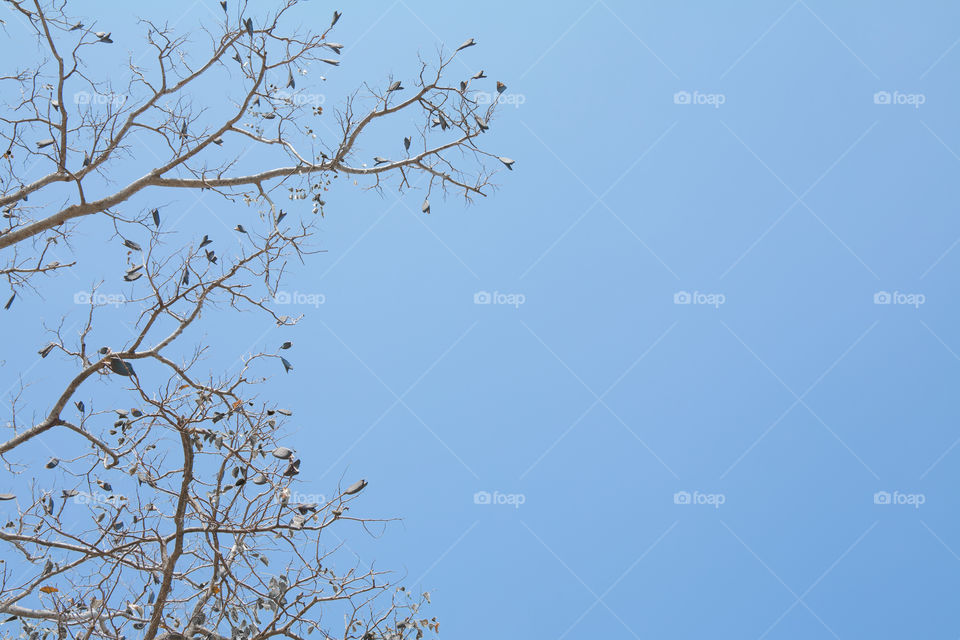 Low angle view of tree against the blue sky