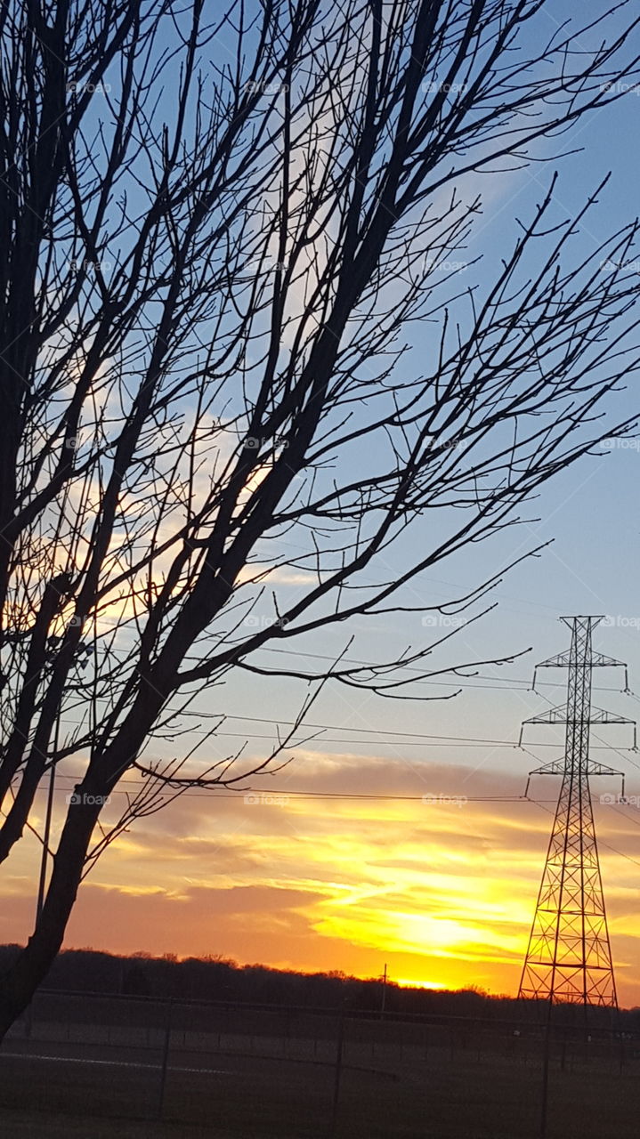 tree power sunset