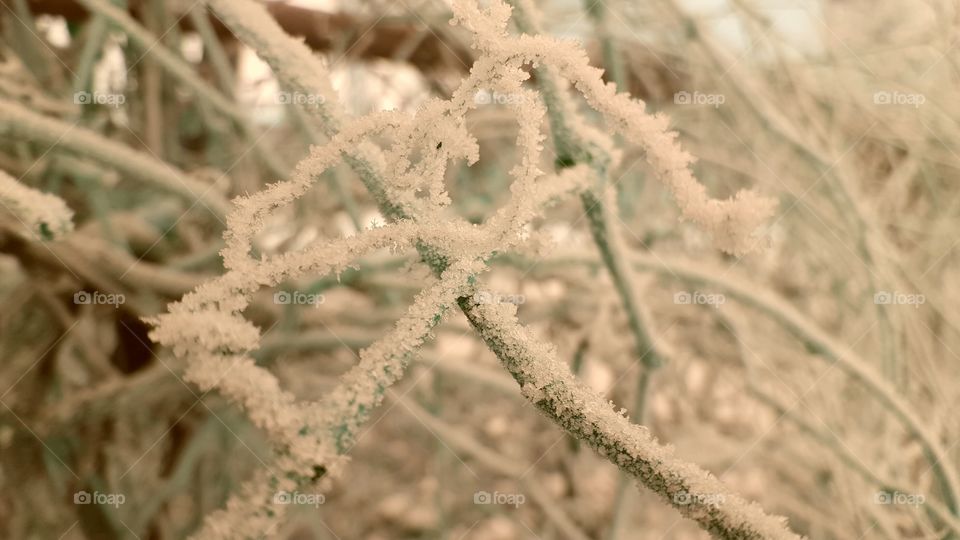 frost on greenery