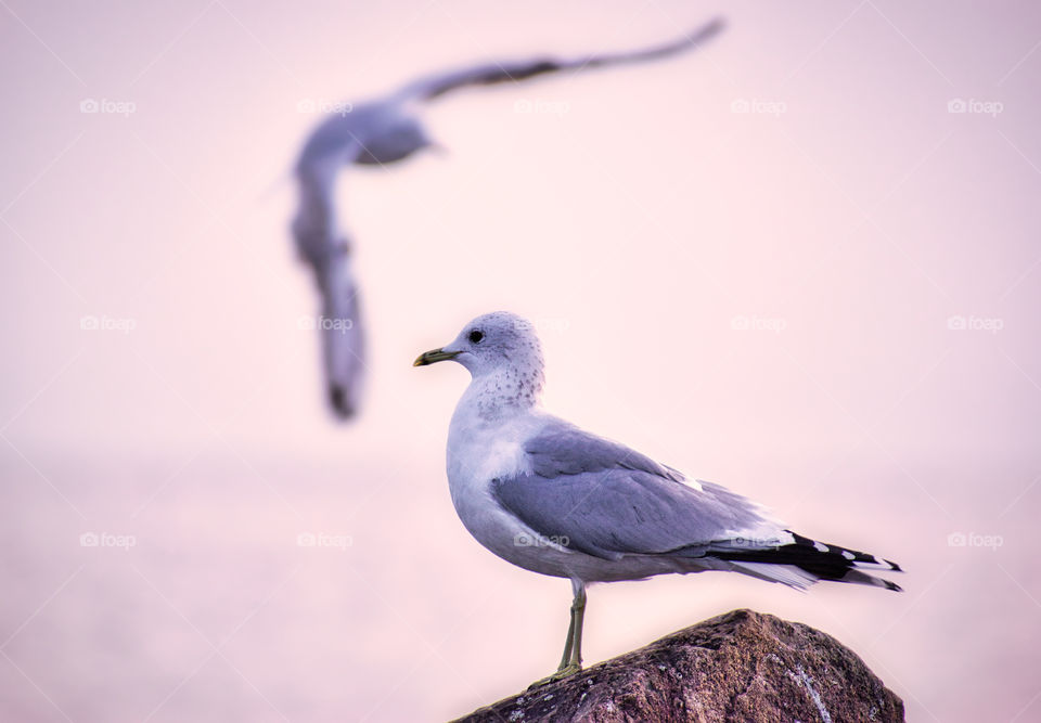 Seagulls