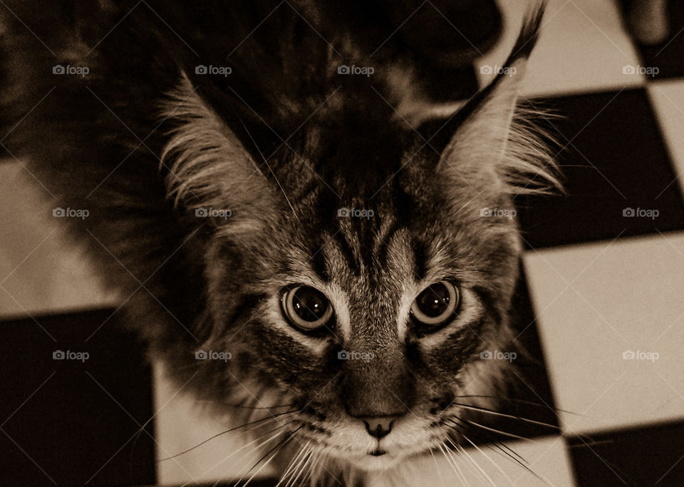 Hungry cat, Maine coon