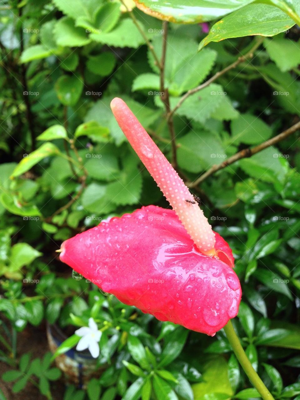 Anthurium