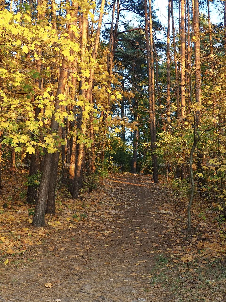 Path into the forest