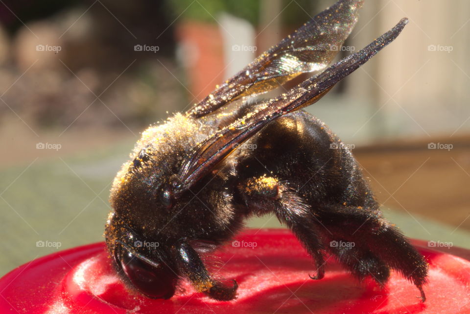 imsect bee black big huge
