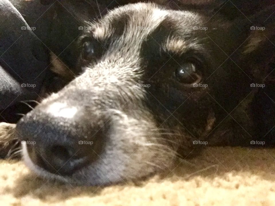 Close up of a blue heeler dog