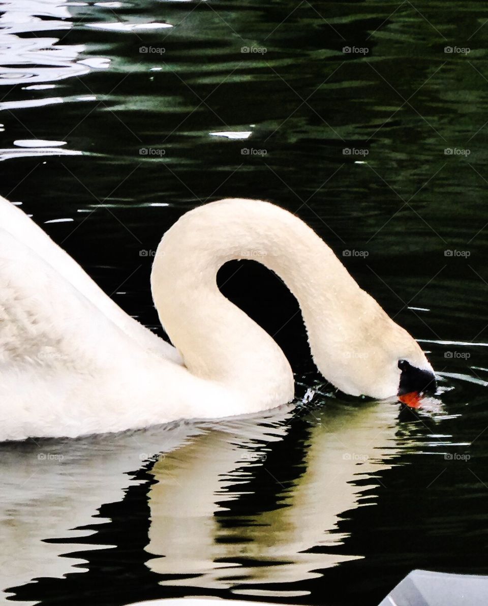 Swan - natural beauty