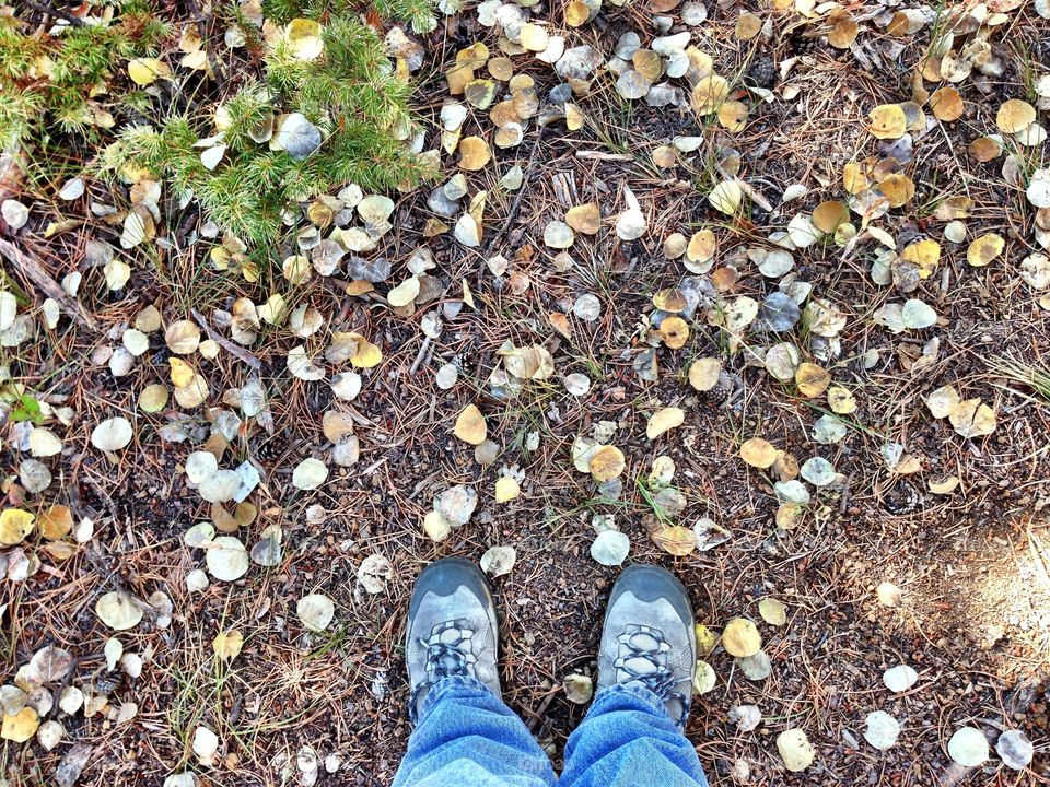 Standing in Leaves. Standing in newly fallen Aspen leaves in a mountain forest