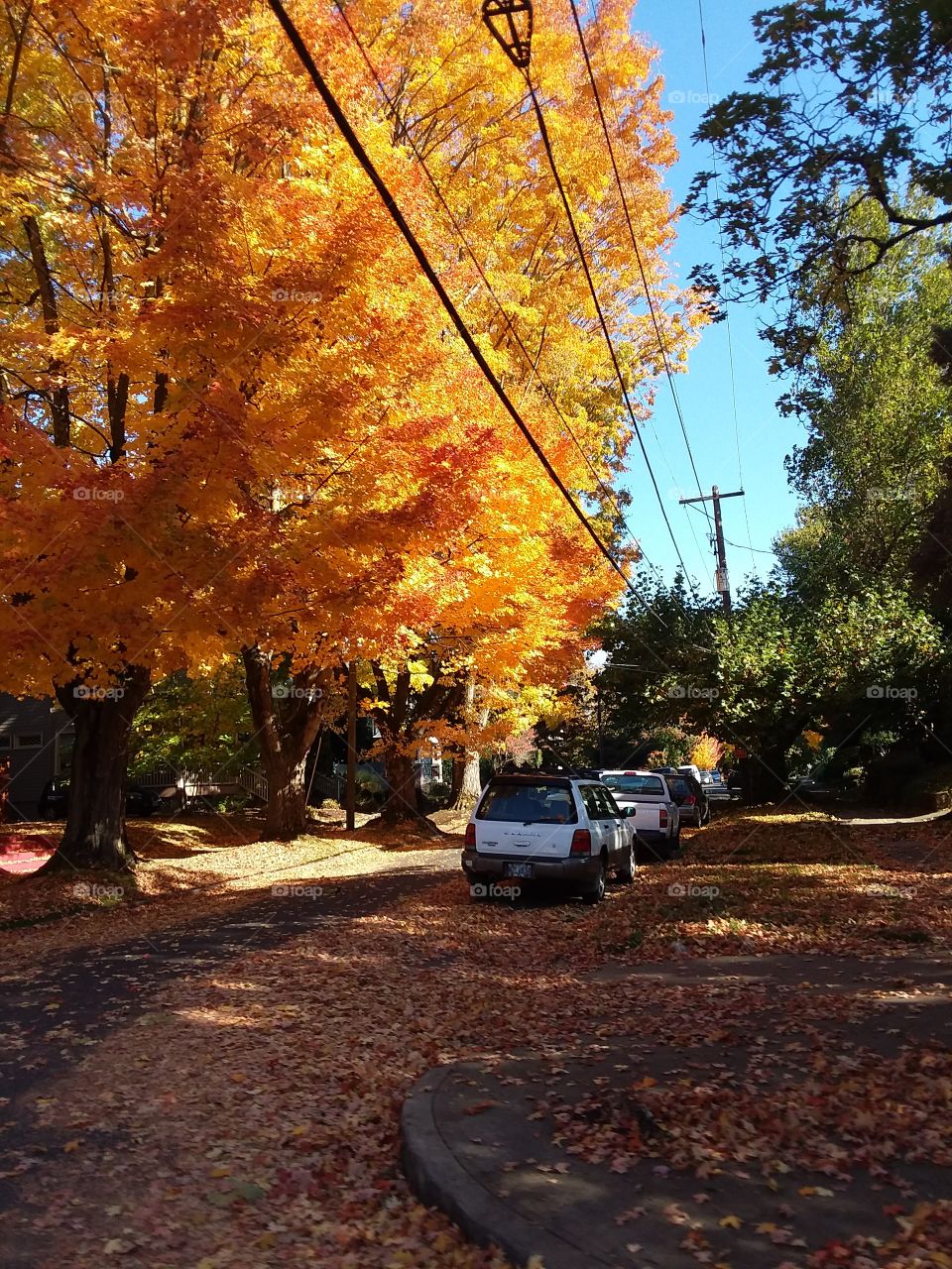 Fall Time In Portland
