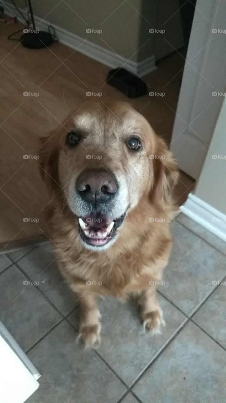 a dogs smile
