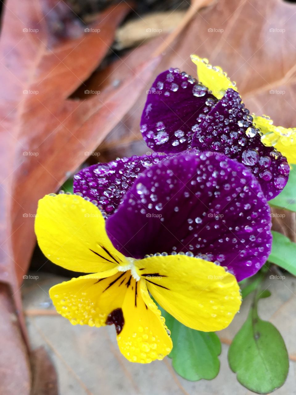 Pansy petals