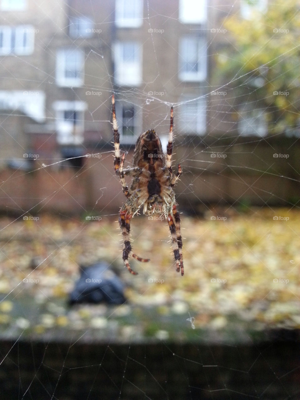 west london back garden colorful spider hanging on web by kikicheeky