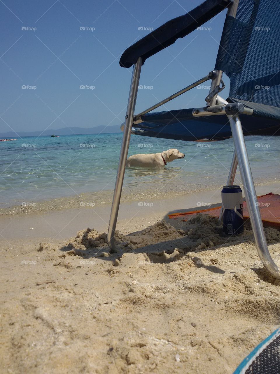 Dog in the sea on the beach