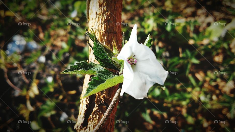 Selective view of a white flower