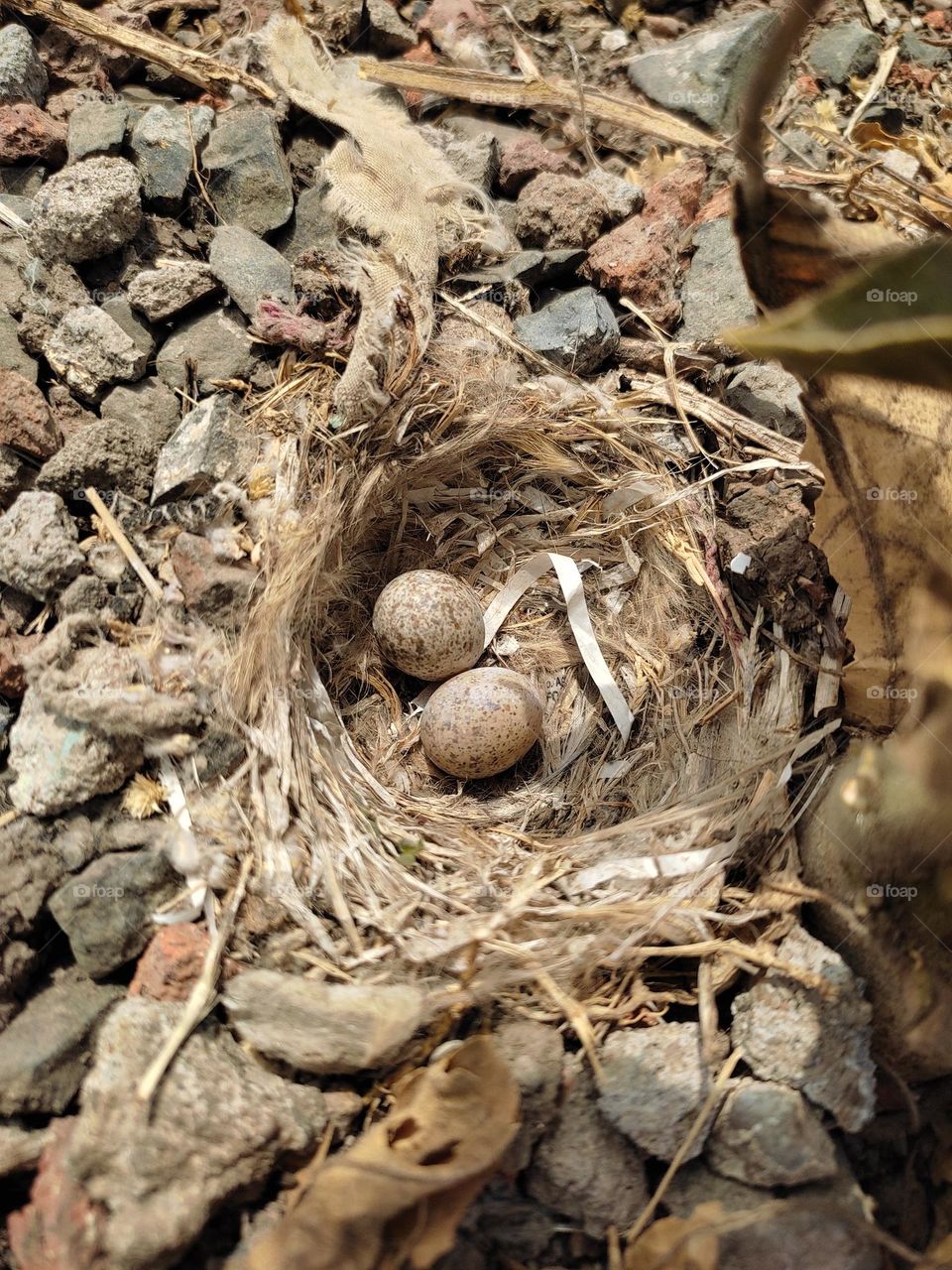eggs of ashy-crowned sparrow lark.