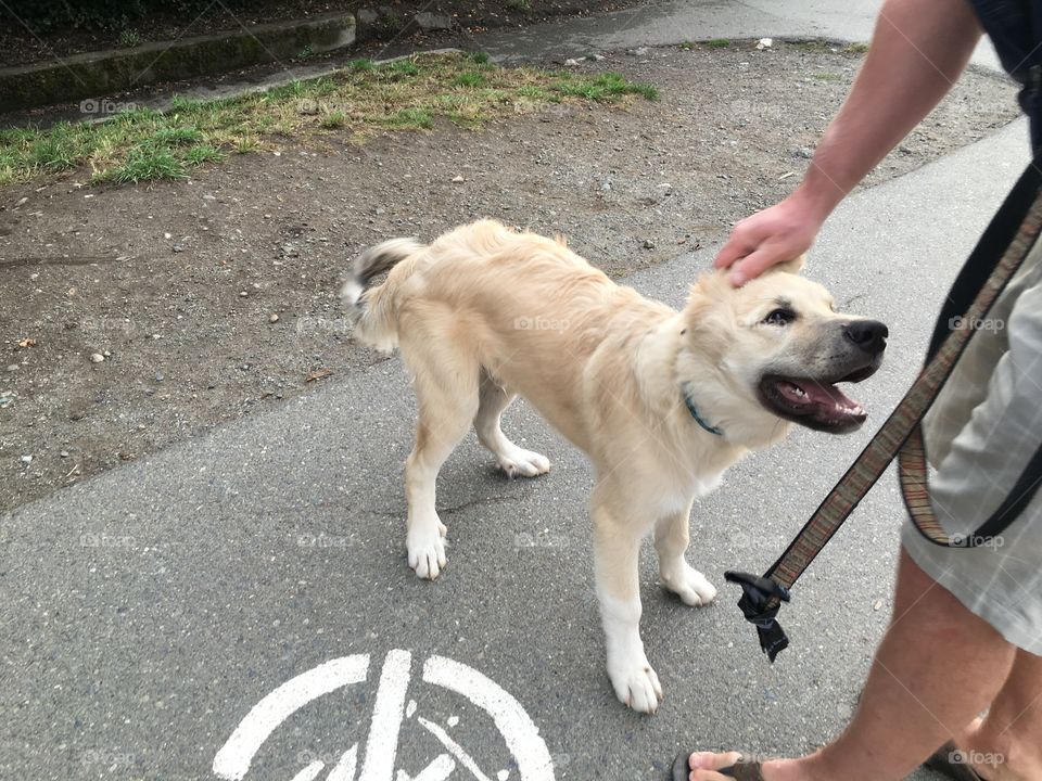 Very smart and happy dog