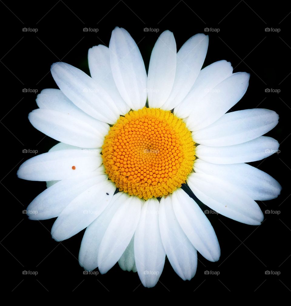 White and yellow daisy—taken in Ludington, Michigan 