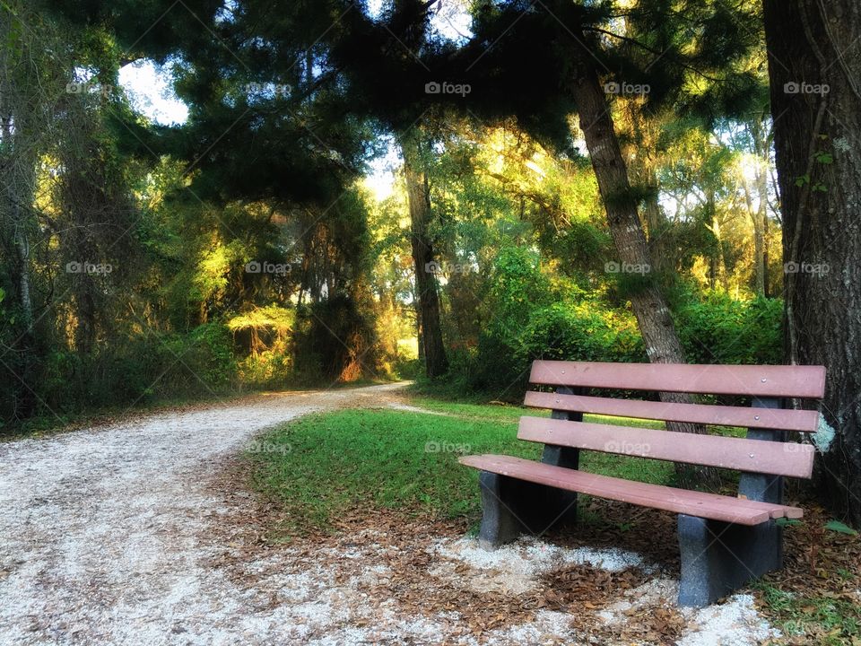 Bench in the woods